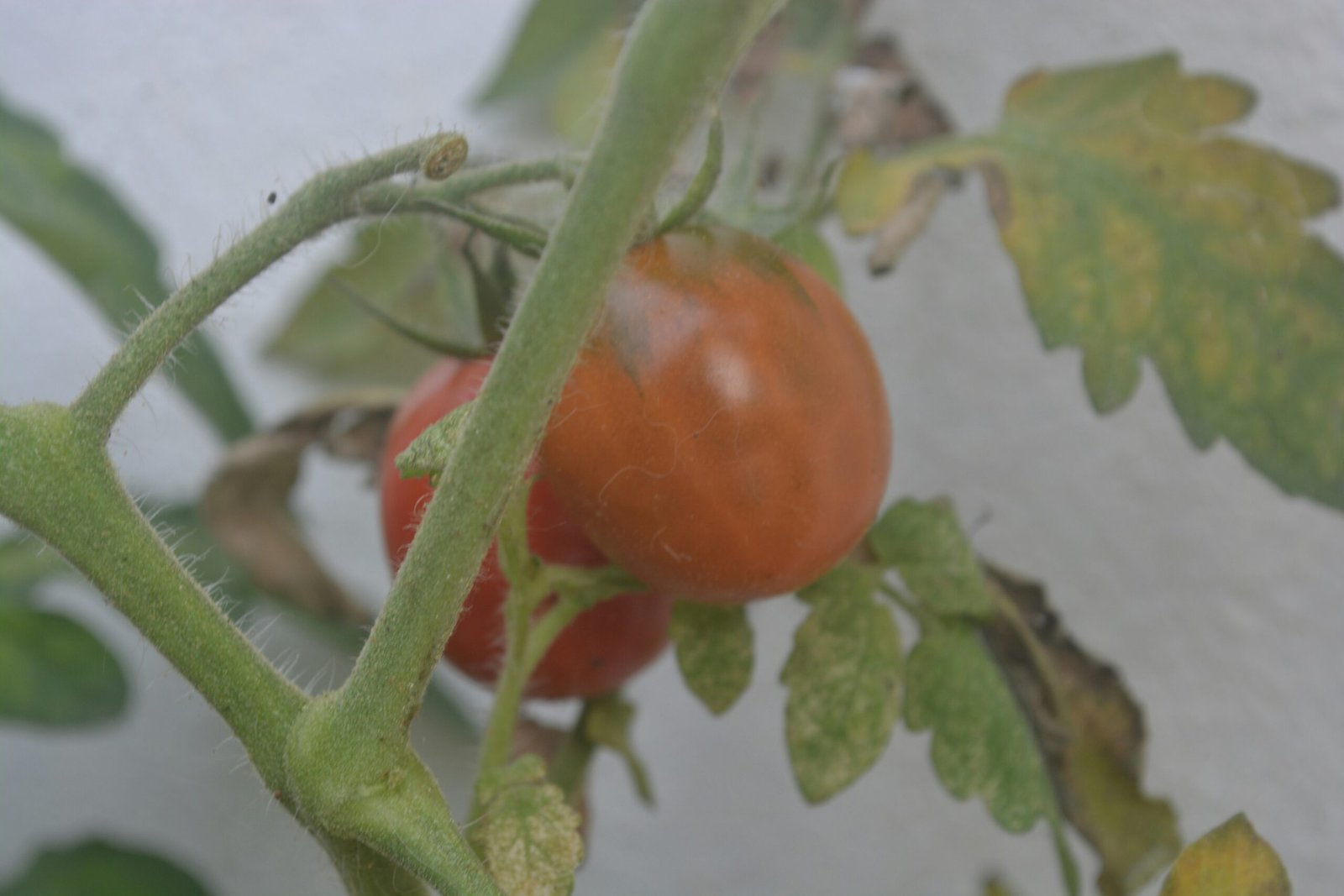 How to Prepare Bordeaux Mixture Against Tomato Blight